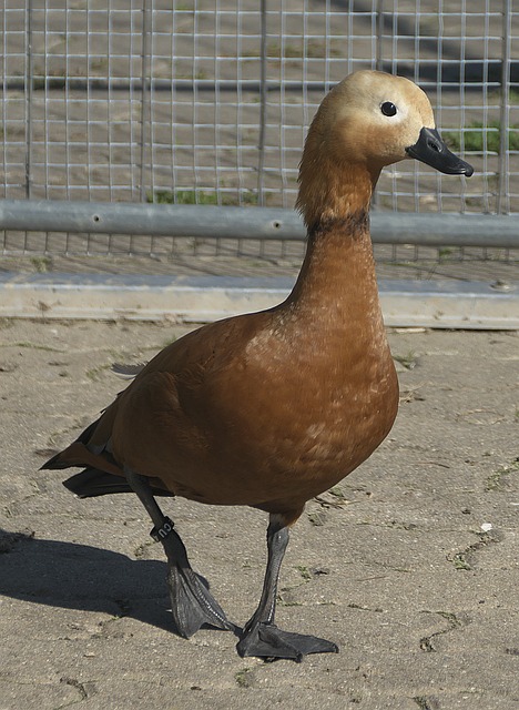 跑动