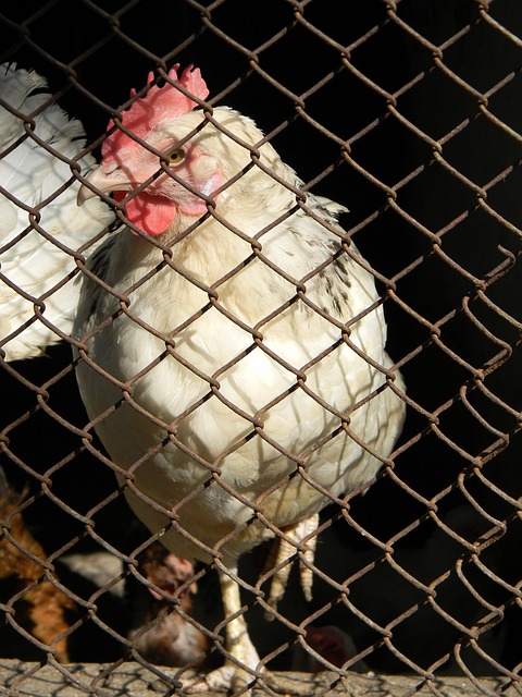 音乐和表演 音乐和表演